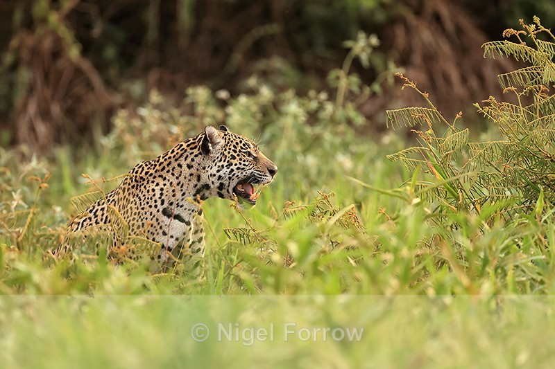 Female Jaguar calling for mate, Corixo Negro, Mato Grosso, Brazil - Jaguar