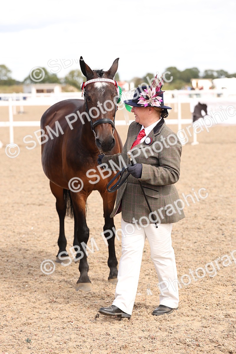 SBM_14735 - Class 208 - IH Veteran Horse