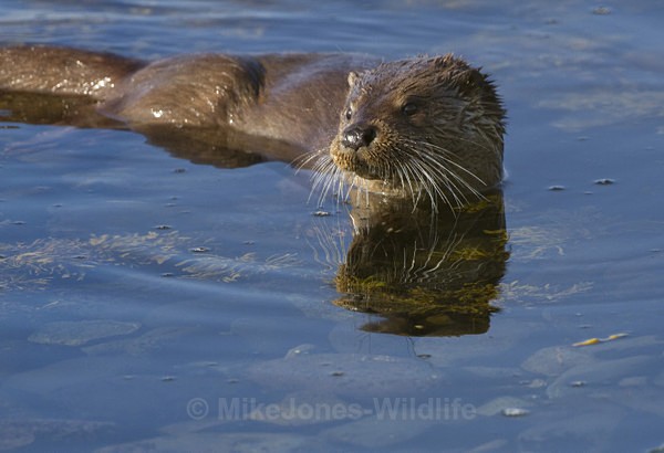 ' Otters, Isle of Mull ' (OTT/J/11/14) - OTTERS, ISLE OF MULL, SCOTLAND