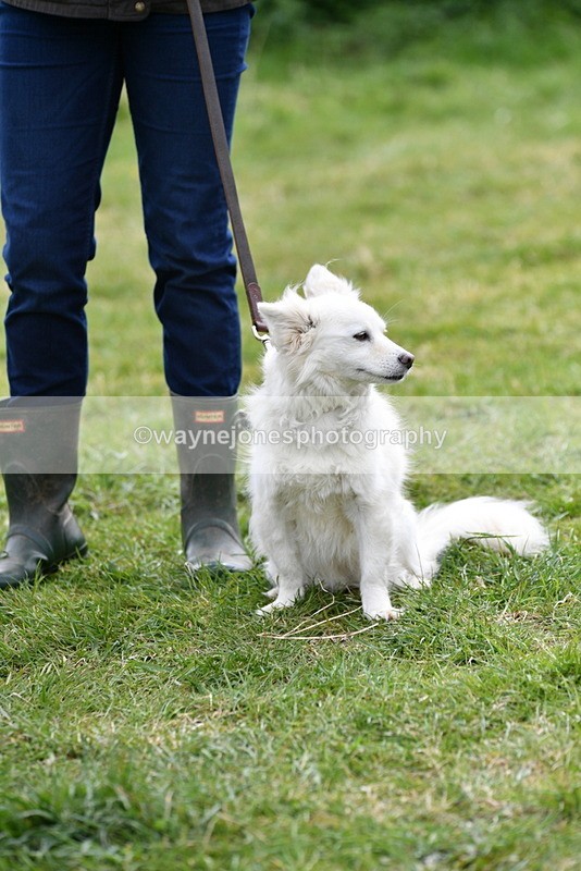 WJ5_9328 - Class 1 Best Cross Breed / Heniz 57