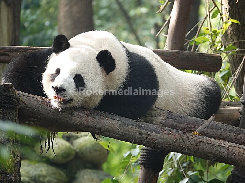 CHINA__0078 - China 2019