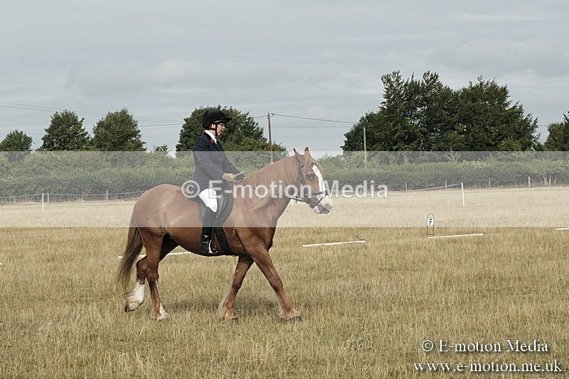_PJP5610 - Dressage Classes BVRC Show 2018
