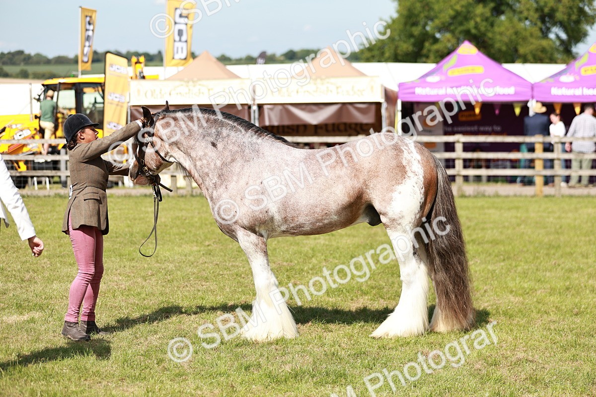 SBM_08868 - Class 63-65 - Traditional Gypsy Cobs In Hand & Ridden