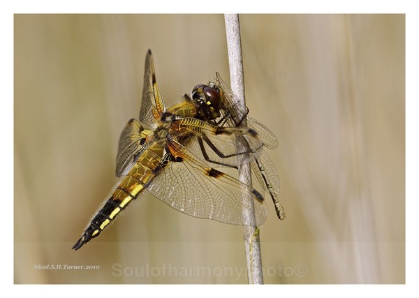 Chaser Four Spotted - Invertebrate's Macro