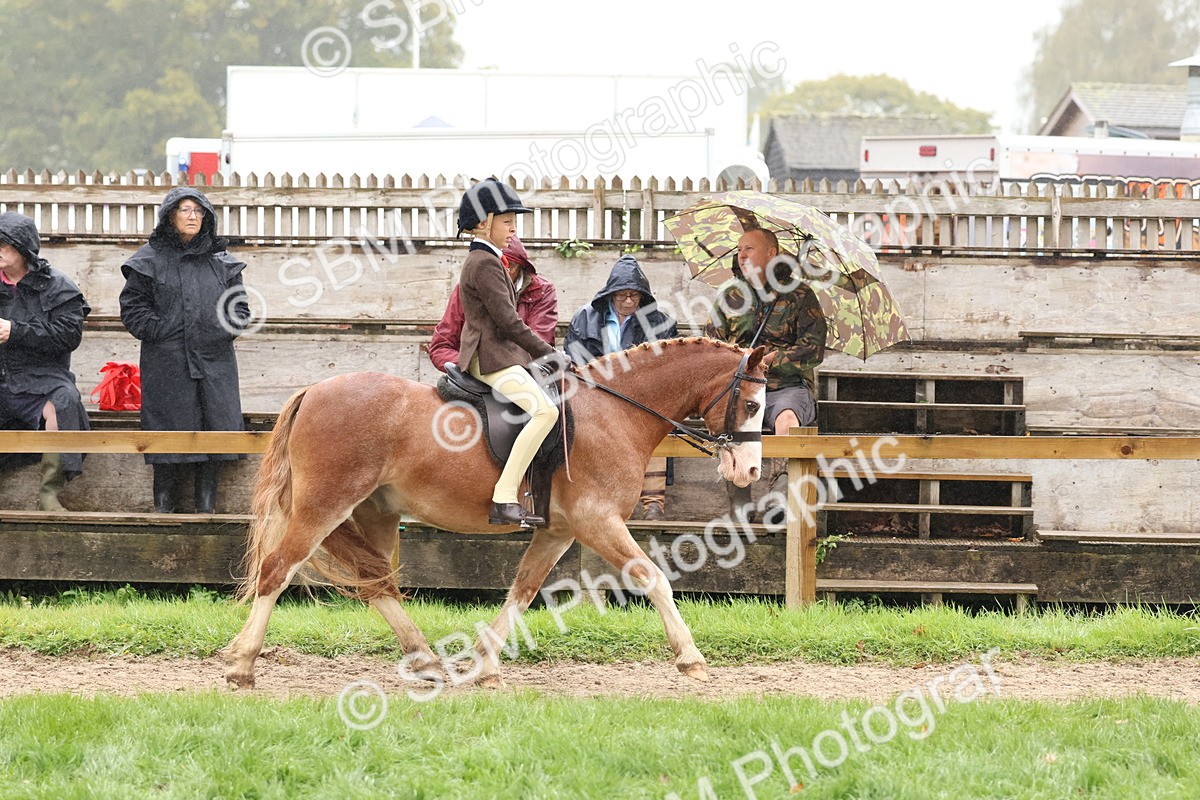 SBM_72989 - S63 Show Pony & Show Hunter Pony Ridden