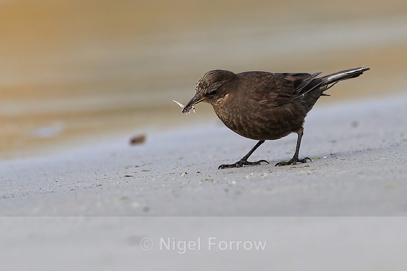 Blackish Cinclodes foraging on beach, Carcass Island, Falklands - Tussockbird (Blackish Cinclodes)