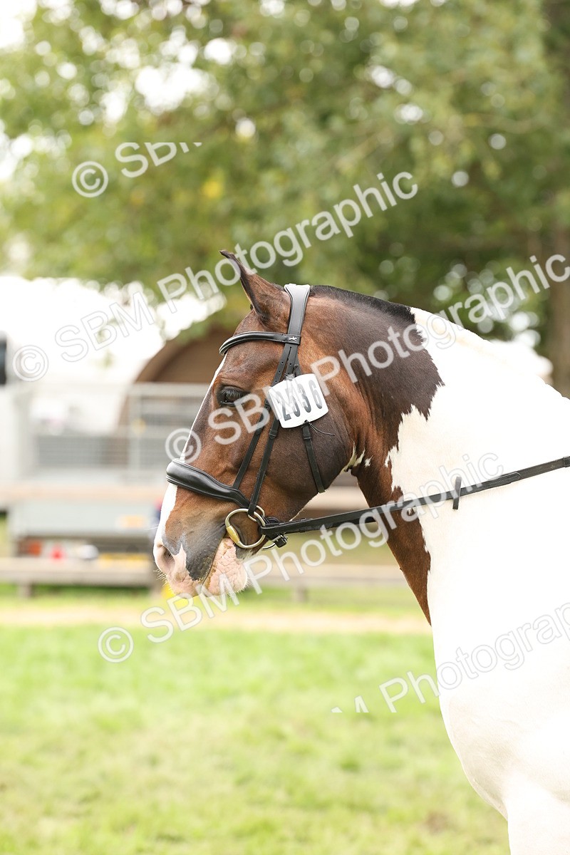 SBM_66373 - S66 - Hunter Ridden