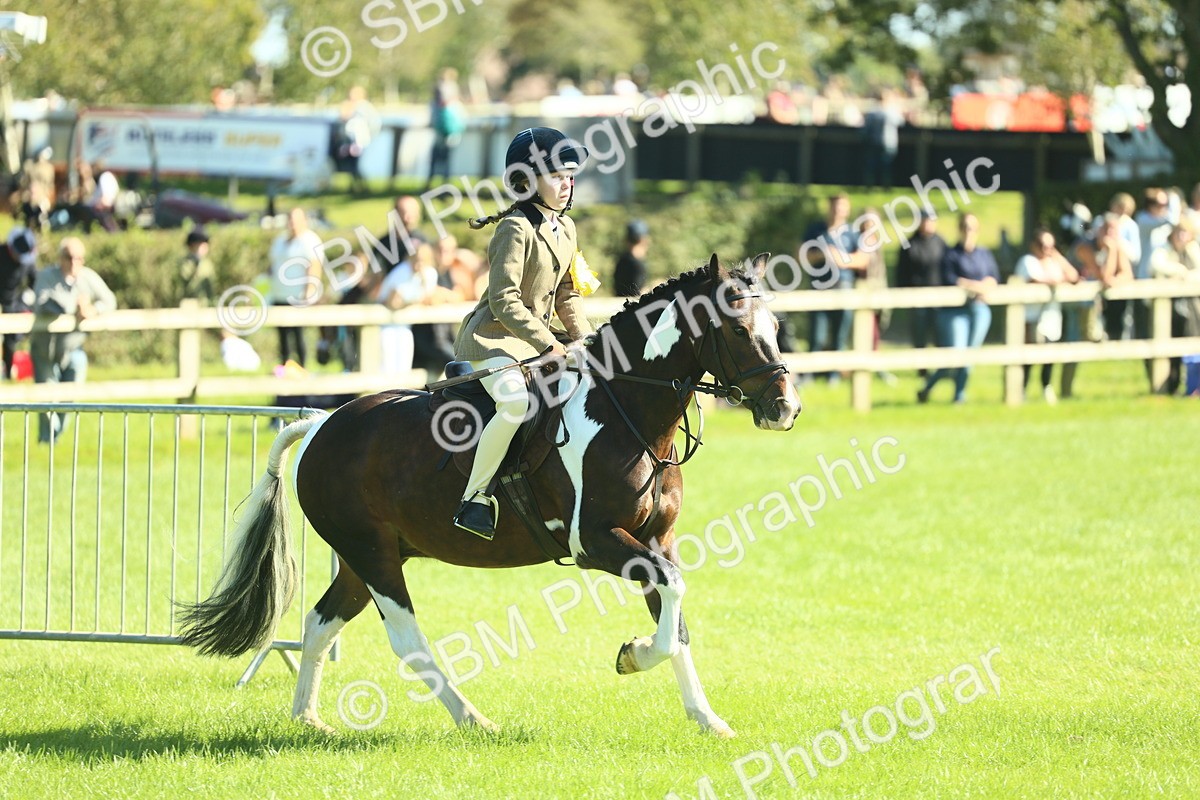 SBM_39113 - S29 - Novice & Newcomers Working Hunter Pony