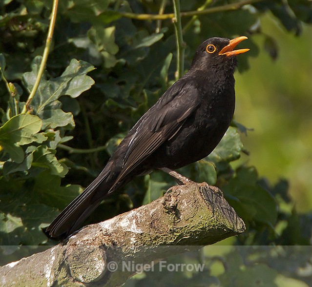 Blackbird (male) singing while perched on a branch - Blackbird