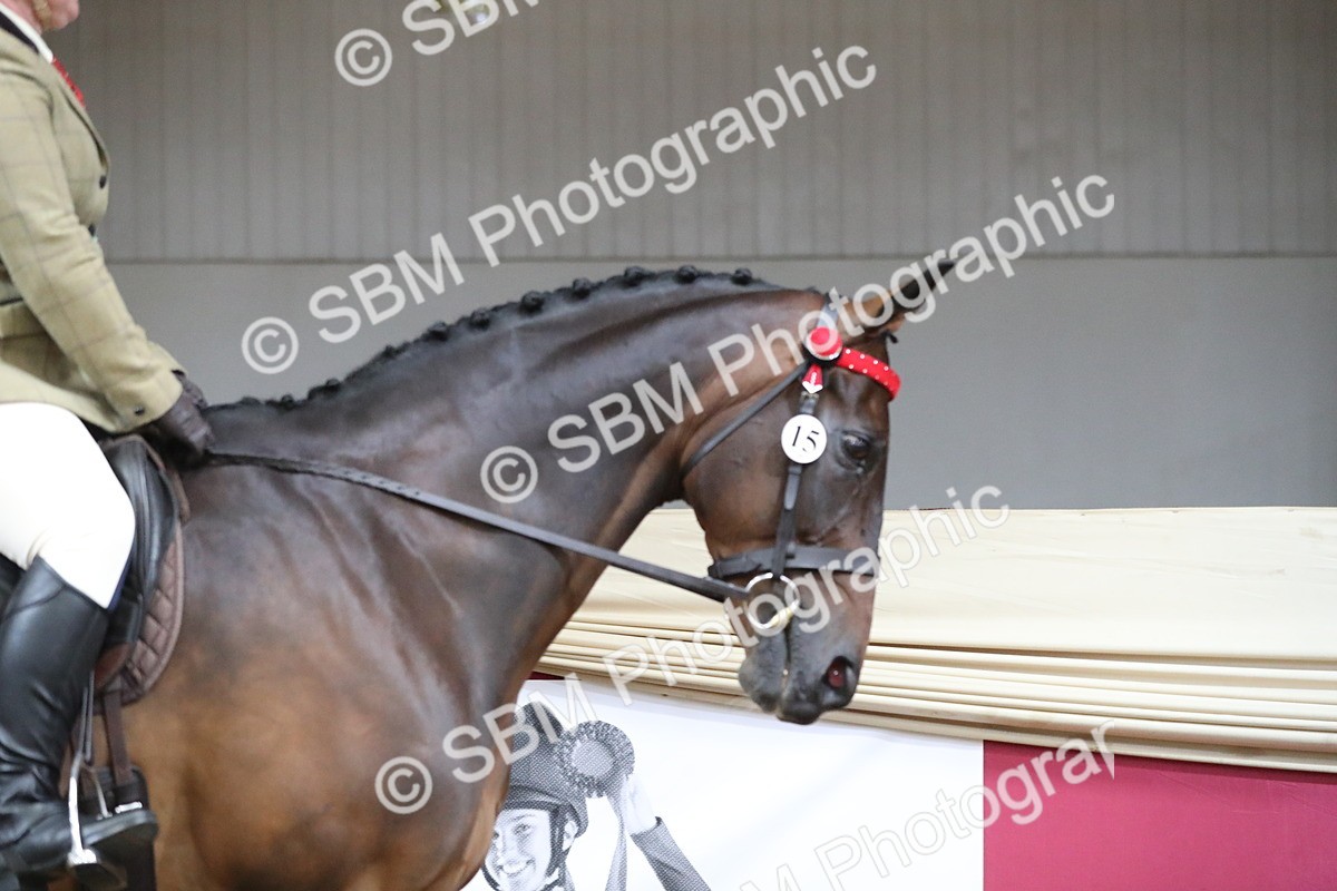 SBM_12294 - Class 108 Ridden Retired Racehorse- Pre Judging