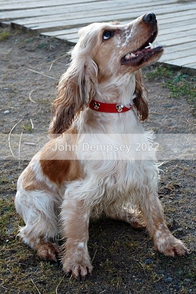 Daisy Posing 1 - Walking the Dog