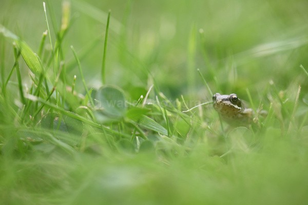  - Reptiles, amphibians & pond life, Great Britian