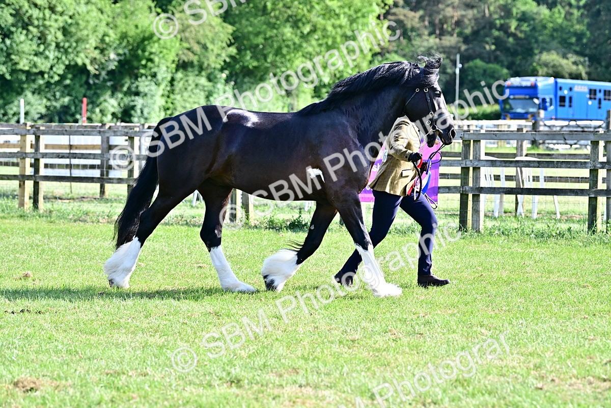SBM_10184 - Class 63-65 - Traditional Gypsy Cobs In Hand & Ridden