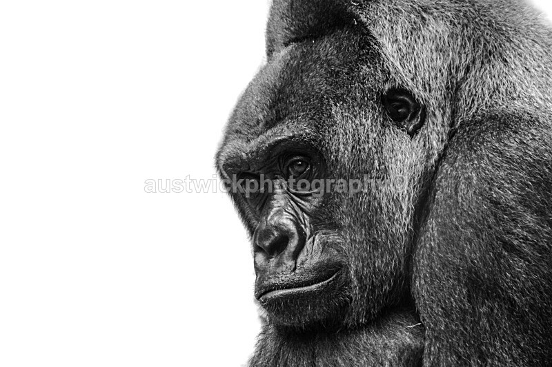 Pensive Gorilla - Animals