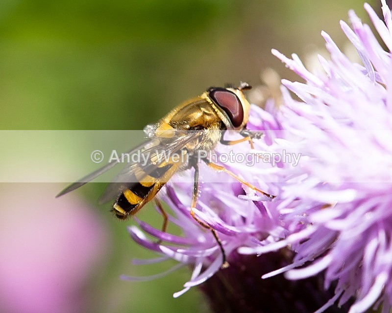 20110730-IMG_6201 - Insects