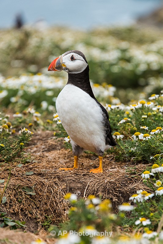 ACP_0374-1 - Puffins on Skomer Island