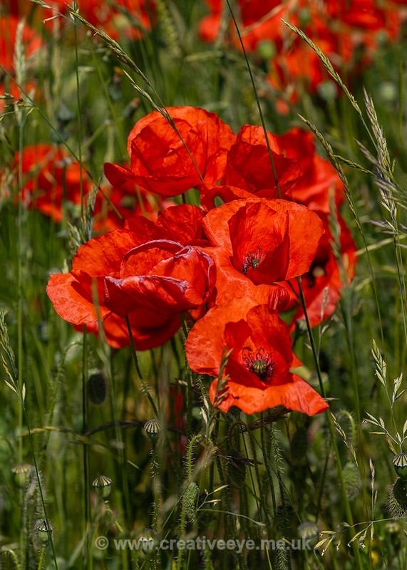 No.0006. Stapleford Poppies - Earth's Garden