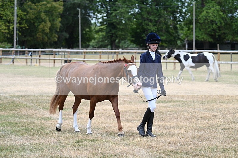 WJ7_1451 - Class 4 Prettiest Mare up to 14.2hh in hand