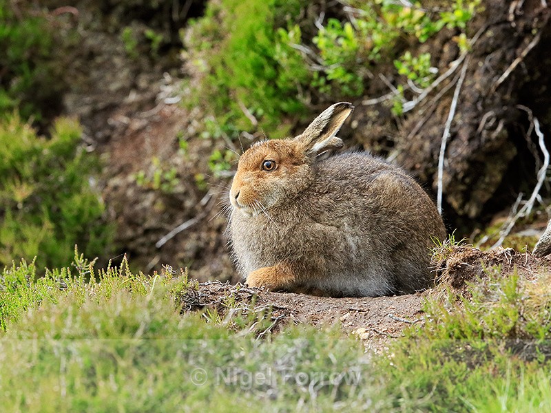 Mountain Hare, Findhorn Valley, Scotland - Hare