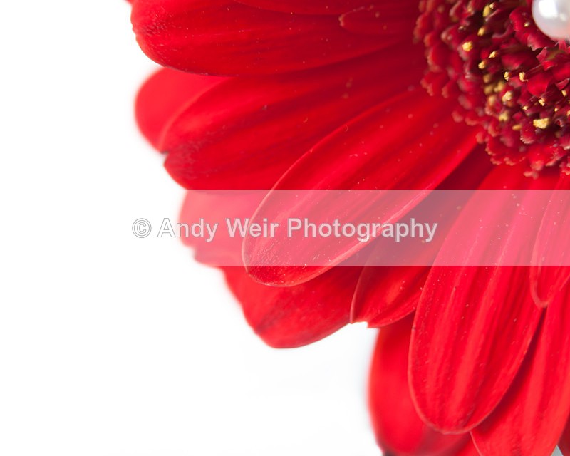 20130217-_MG_2623-1722 - Plants & Flowers