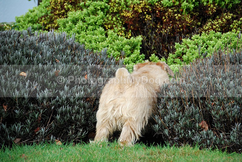  - Norfolk Terriers