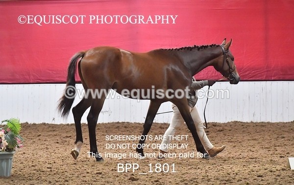 BPP_1801 - MORNING 9AM - 12PM