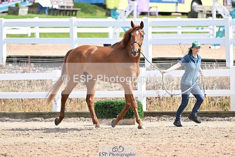 240717A-155310-03137 - Trot Up 3pm to 4pm