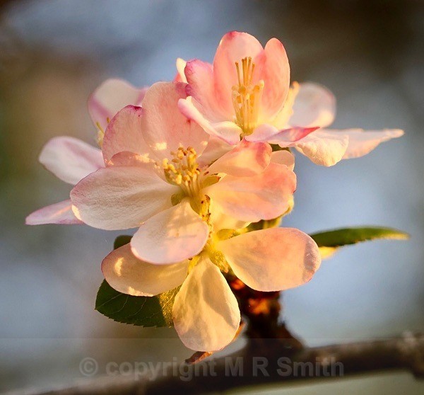 Crab Apple Blossom In My Garden - NEW GALLERY AS A SOUTH AFRICAN RESIDENT