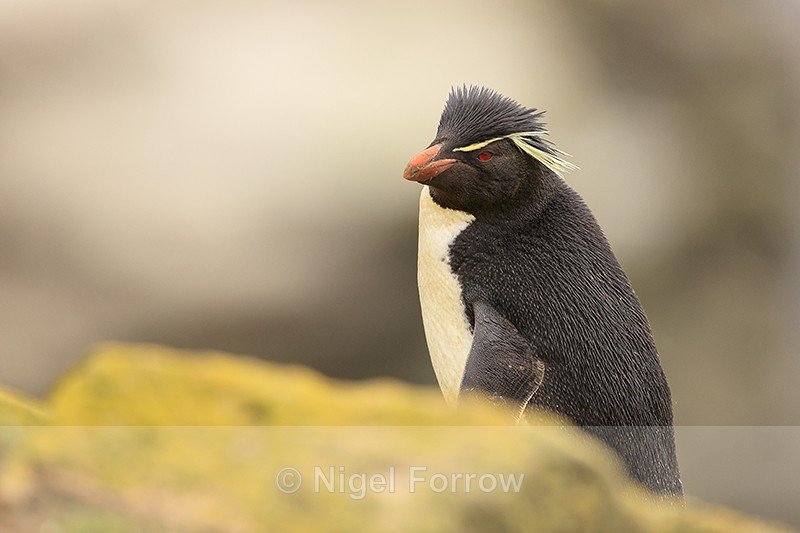 Southern Rockhopper Penguin, Saunders Island - Rockhopper Penguin