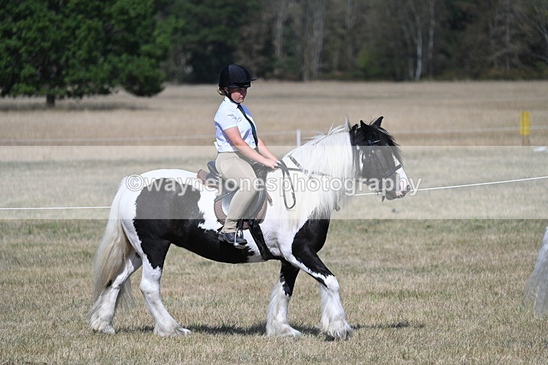 WJ7_1182 - Class 41 Prettiest Mare