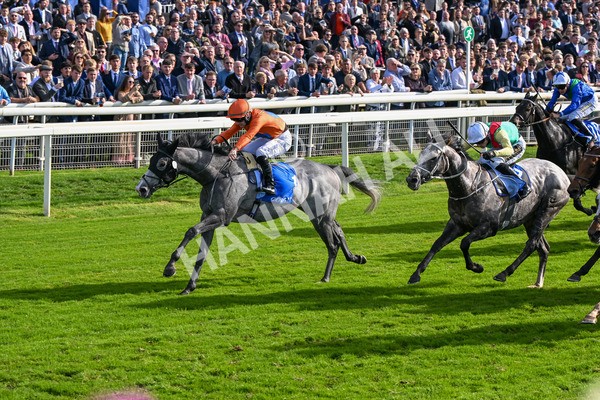 111025-Race 2-Grey Cuban-8325 - Race 2 Coral 'Pipped At The Post' Handicap at York