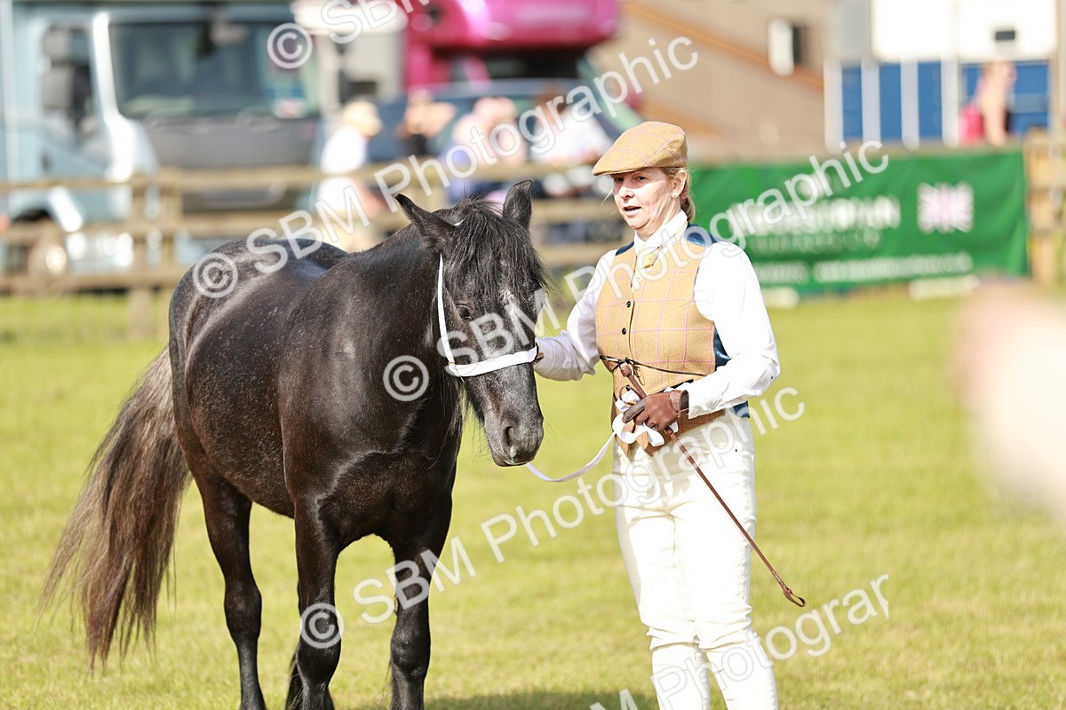 SBM_00901 - Class 14-23 - Mountain & Moorland In Hand Non Welsh
