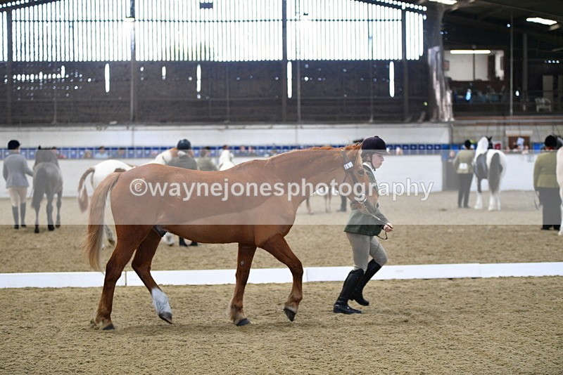 WJ5_3673 - Class 5 In Hand Veterans