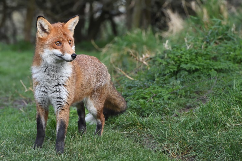 Fox - British Wildlife