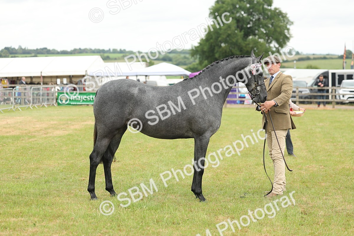 SBM_05489 - Class 68-73 - Riding Pony Breeding