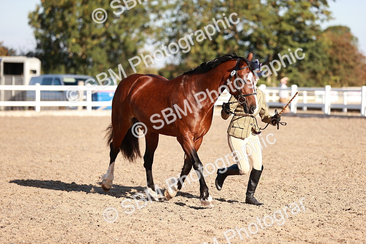 SBM_11422 - Class 402 - IH  Veteran pony