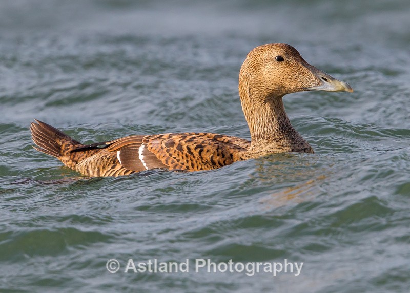 Astland Photography, Bird and Wildlife Images, Susan and Peter Wilson, U.K.