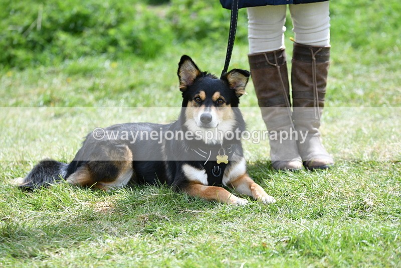 WJ5_9798 - Class 3 Most Handsome Dog