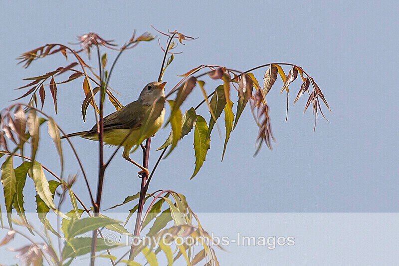 Senegal Eremomela - The Gambia