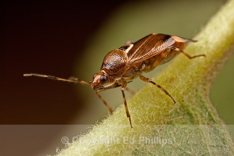 Deraeocoris flavilinea - Deraeocoris flavilinea