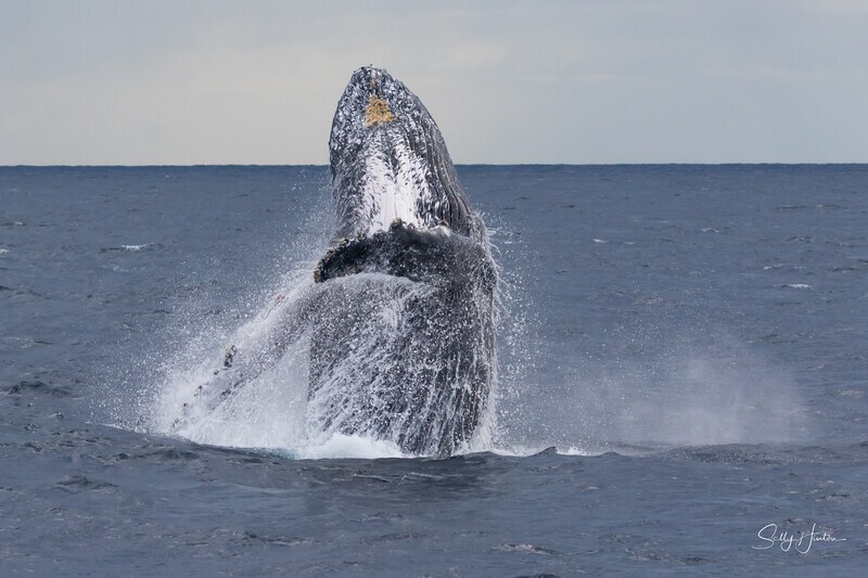 Twisting Breach 1. 0A3A8840 - Humpback Whales
