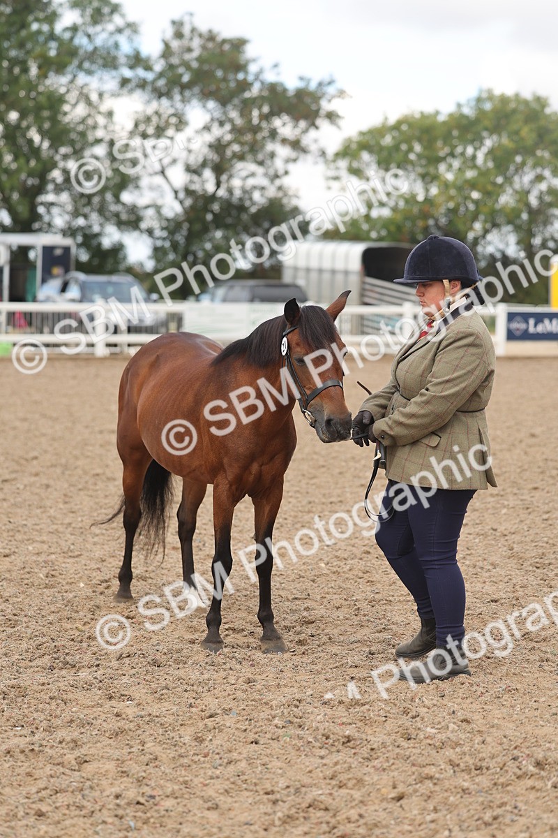 SBM_04336 - Class 17 - Prettiest Mare (IH or Ridden)