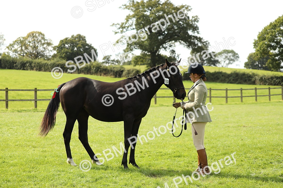 SBM_65582 - S48 - Show Pony & Show Hunter Pony In Hand