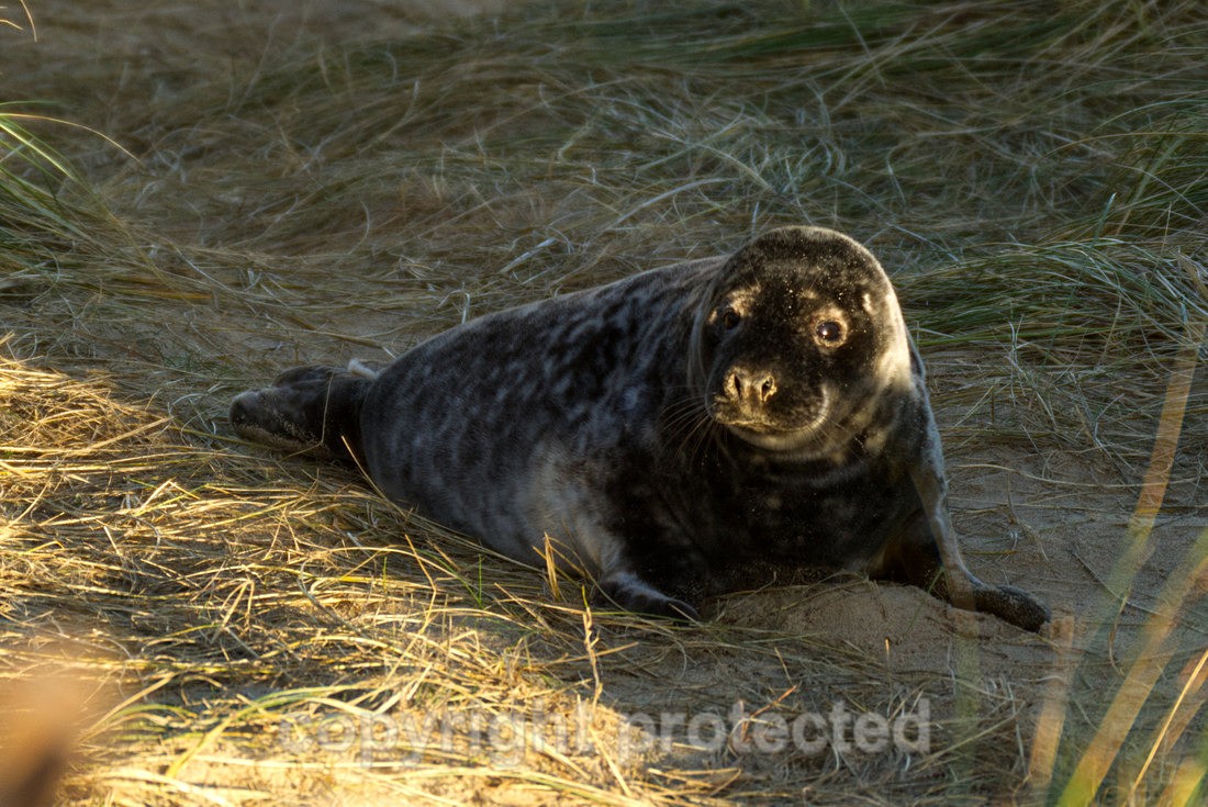 Melanistic Grey Seal Pup - Norfolk