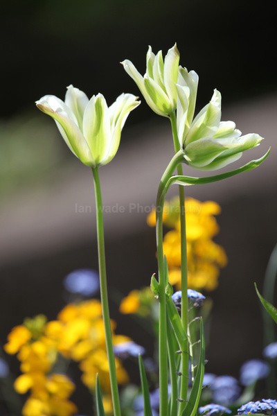  - Wild Flowers,  plants & Fungus photography, Great Britain
