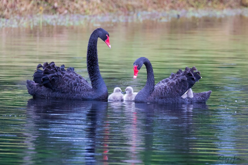 Black Swan Family 1