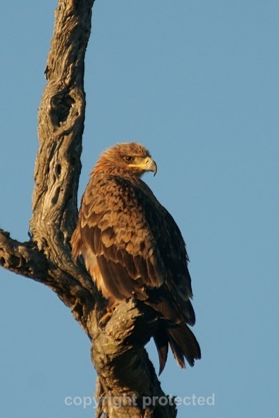 Tawny Eagle - Timbavati, South Africa - African Wildlife