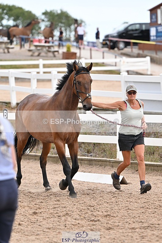 250716-145926-01587 - Trot Up 2.30 to 3.30