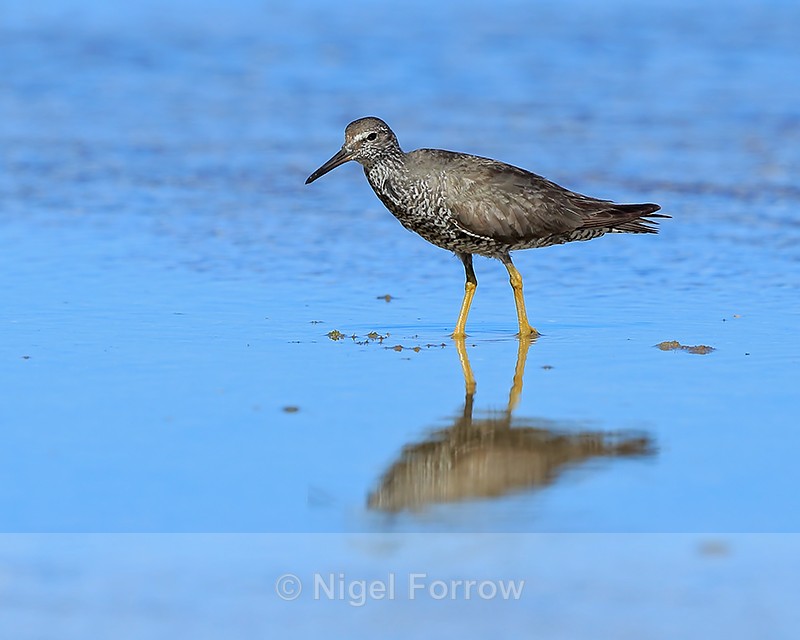 Wandering Tattler in bright sunshine, Ke'e Beach, Kauai - Wandering Tattler
