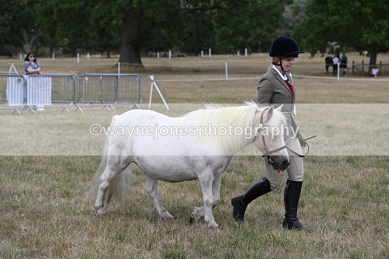 WJ6_6125 - Class 19 In-hand Veterans (Uploaded correct folder)